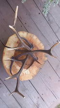 Załaduj obraz do przeglądarki galerii, Myśliwski stolik kawowy, z drewna, na porożu jelenia