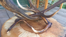 Załaduj obraz do przeglądarki galerii, Myśliwski stolik kawowy, z drewna, na porożu jelenia