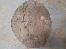 Load image into Gallery viewer, Blank drewna buku spalted fi 260x10-60mm, 057
