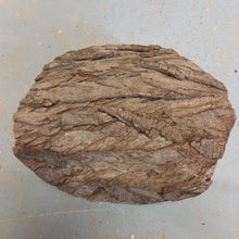 Lade das Bild in den Galerie-Viewer, Rohling, Pflaumenfi 210 mm, Drechselholz 15082021
